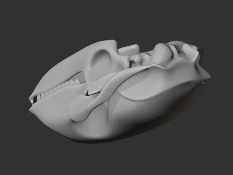 Bearded Seal Skull 3D Model