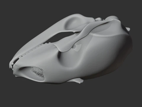 Bearded Seal Skull 3D Model