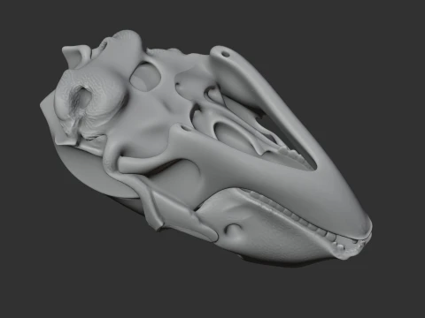 Bearded Seal Skull 3D Model