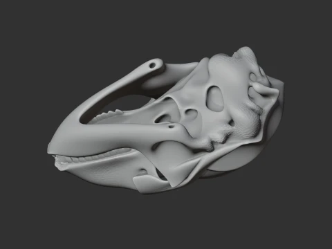 Bearded Seal Skull 3D Model