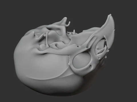 Birkenia Skull 3D Model
