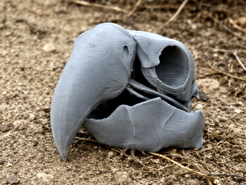 Zwarte Palmkaketoe-schedel 3D Model