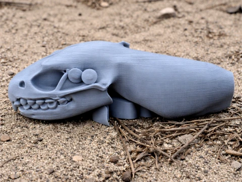 Amoer egel schedel 3D Model