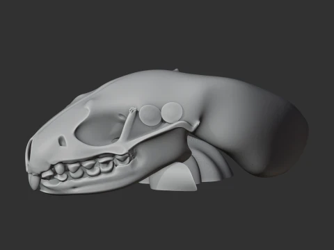 Amur Hedgehog Skull 3D Model