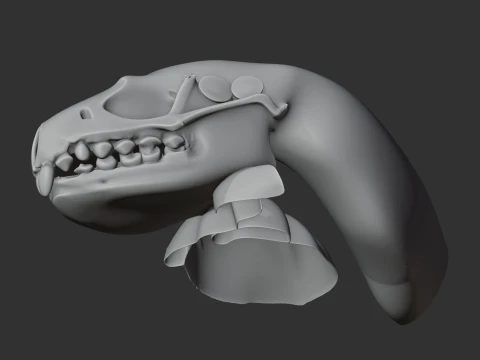 Amur Hedgehog Skull 3D Model