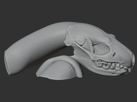 Amur Hedgehog Skull 3D Model