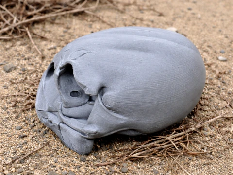 Anomalopteryx didiformis 두개골 3D 모델