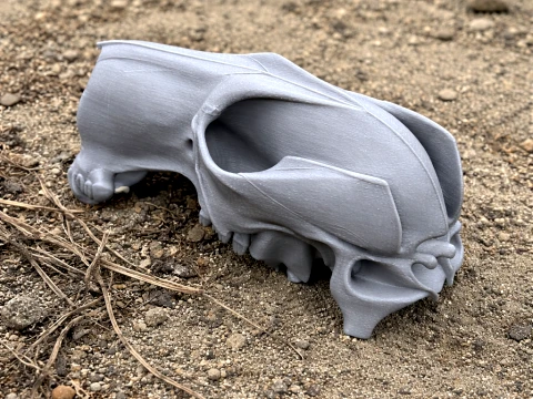 안틸로핀 캥거루 두개골 3D 모델
