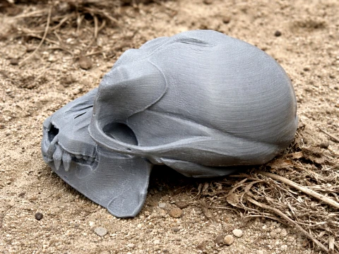Apidium Skull 3D Model