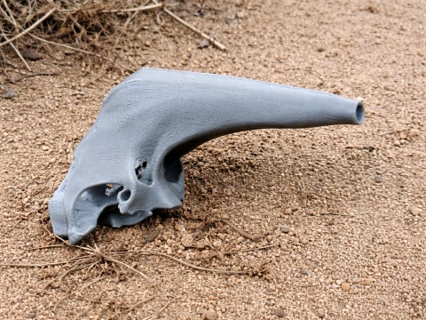 Araripesuchus Skull 3D Model
