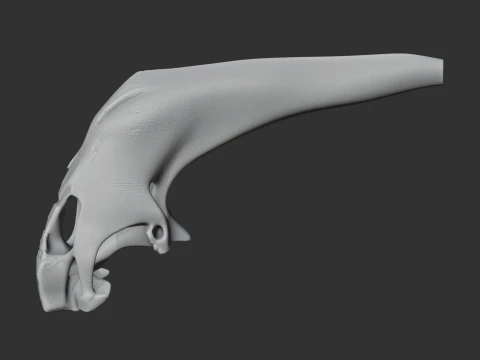 Araripesuchus Skull 3D Model