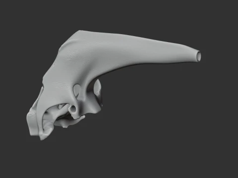 Araripesuchus Skull 3D Model