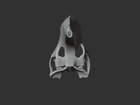 Araripesuchus Skull 3D Model