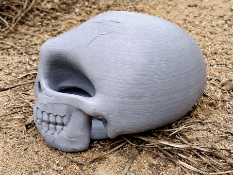 Ardipithecus Skull 3D Model