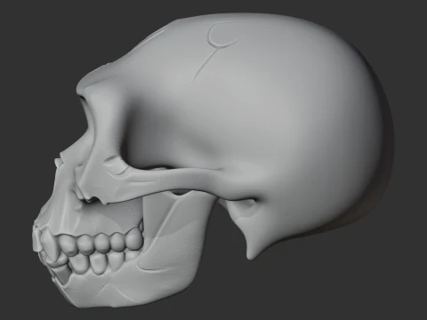 Ardipithecus Skull 3D Model