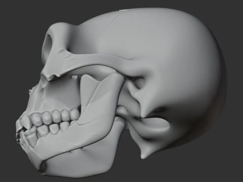 Ardipithecus Skull 3D Model