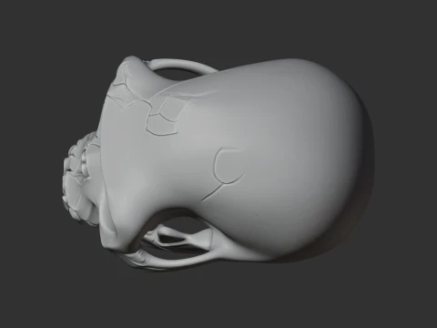 Ardipithecus Skull 3D Model