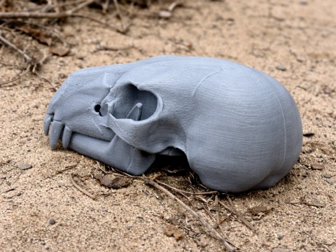 Amerikanischer Schwarzbärenschädel 3D Modell