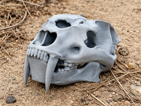 암피마카이로두스 두개골 3D 모델