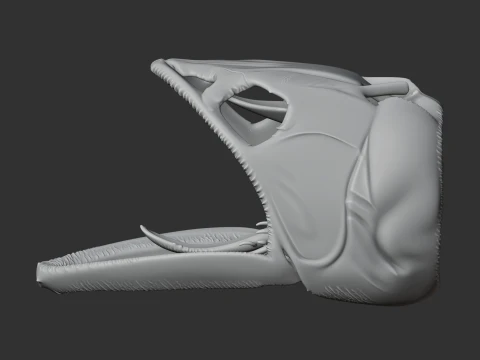 Asian Arowana Skull 3D Model