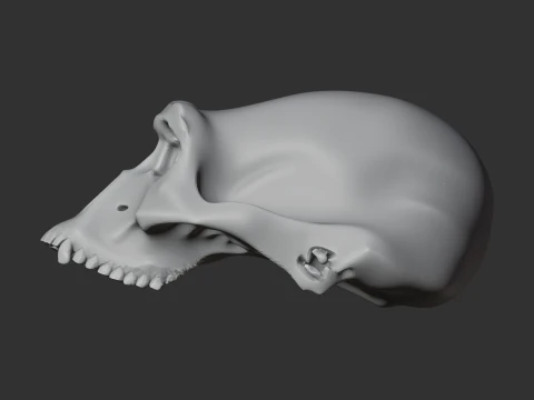 Australopithecus-Sch&auml;del 3D Modell