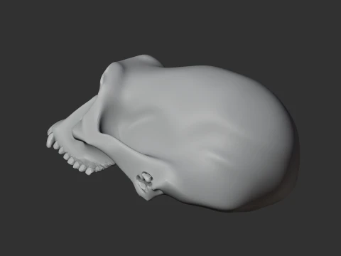 Australopithecus-Sch&auml;del 3D Modell