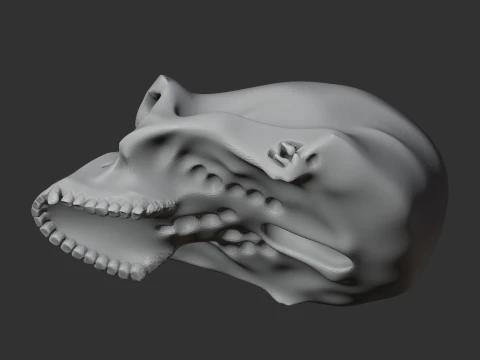 Australopithecus-Sch&auml;del 3D Modell