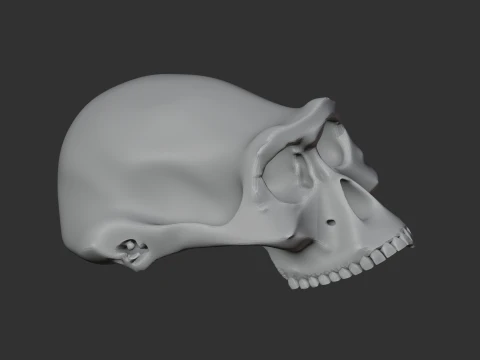 Australopithecus-Sch&auml;del 3D Modell