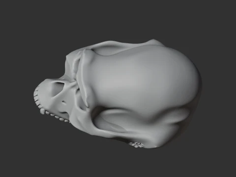 Australopithecus-Sch&auml;del 3D Modell