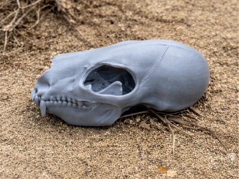Bear Skull 3D Model