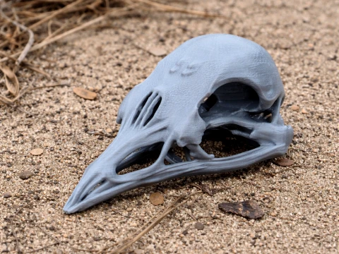 Bellbird Skull 3D Model