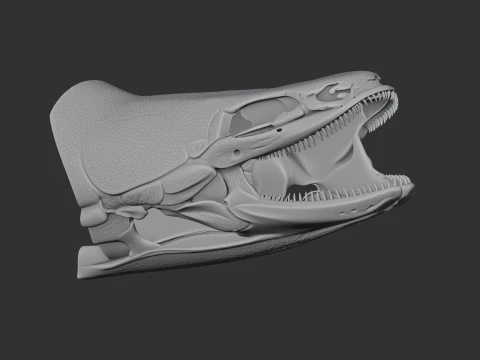 Bichir Ornate Skull 3D Model