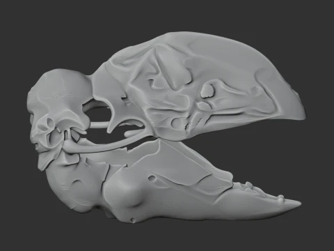 Bullockornis planei Skull 3D Model