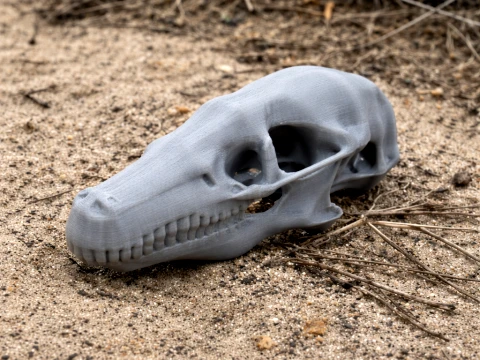 Cape Golden Mole Skull 3D Model