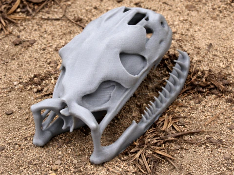 Carpet Python Skull 3D Model
