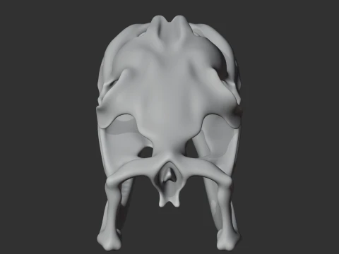 Carpet Python Skull 3D Model