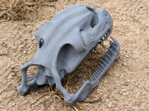 Childrens Python Skull 3D Model