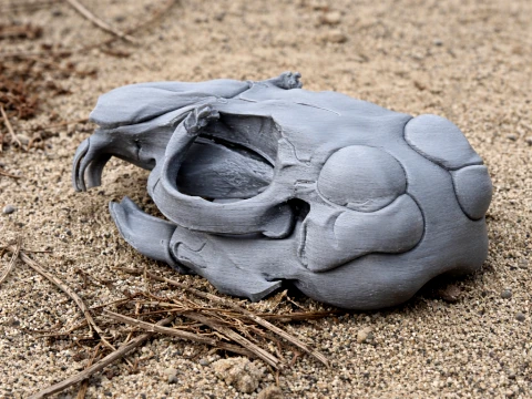 Chinchilla Skull 3D Model