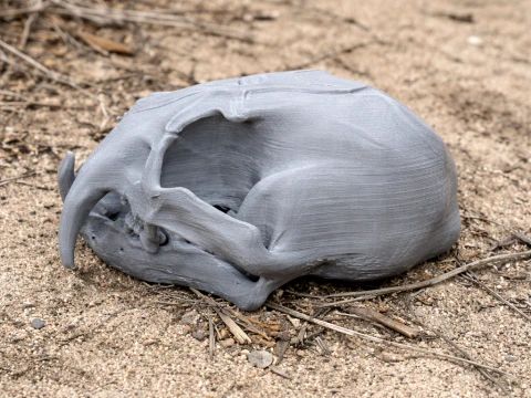 Clouded Leopard Skull 3D Model