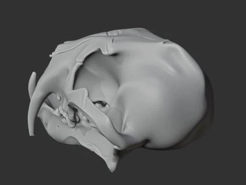 Clouded Leopard Skull 3D Model
