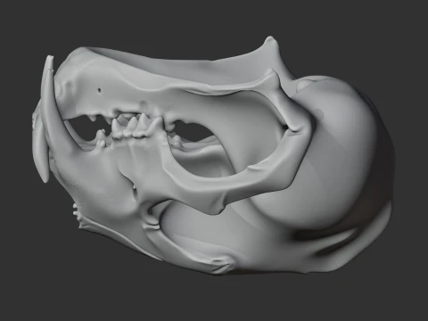 Clouded Leopard Skull 3D Model