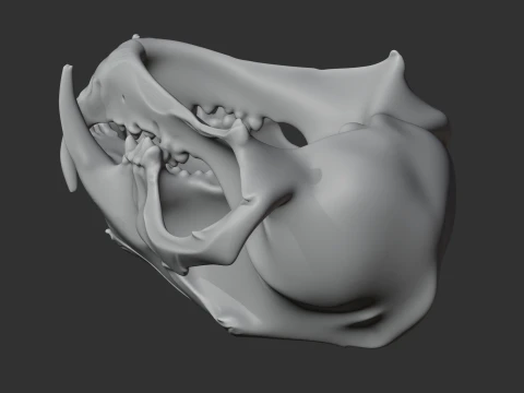 Clouded Leopard Skull 3D Model