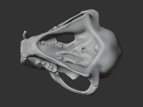 Clouded Leopard Skull 3D Model