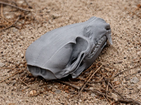 Coati Skull 3D Model