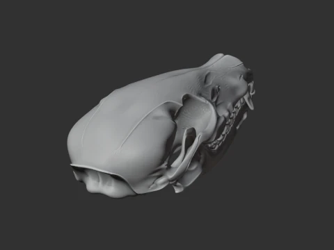 Coati Skull 3D Model