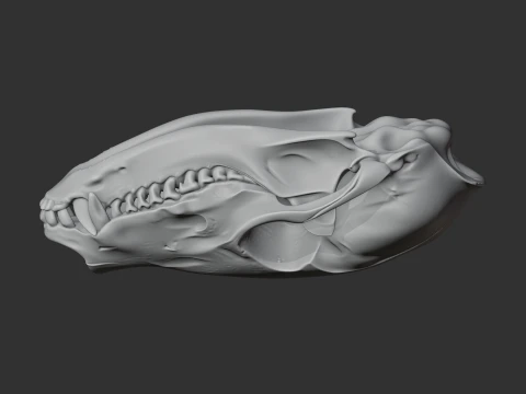 Coati Skull 3D Model