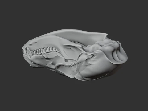 Coati Skull 3D Model