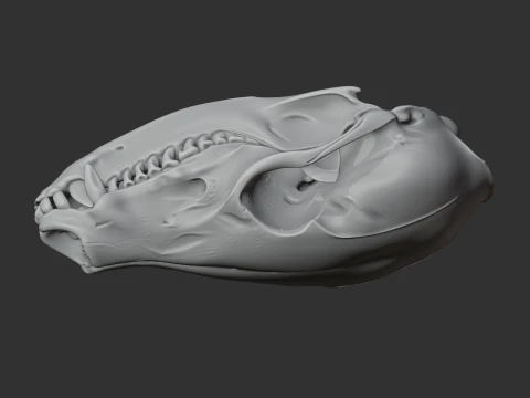 Coati Skull 3D Model