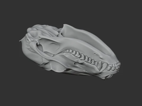 Coati Skull 3D Model