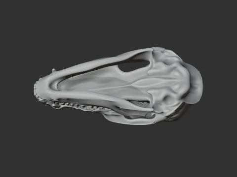 Coati Skull 3D Model